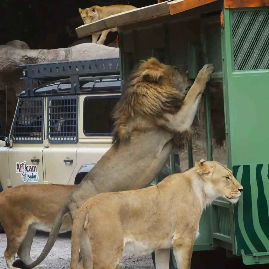 ¡No solo es Benito! Estos son los animales que ha rescatado Africam Safari