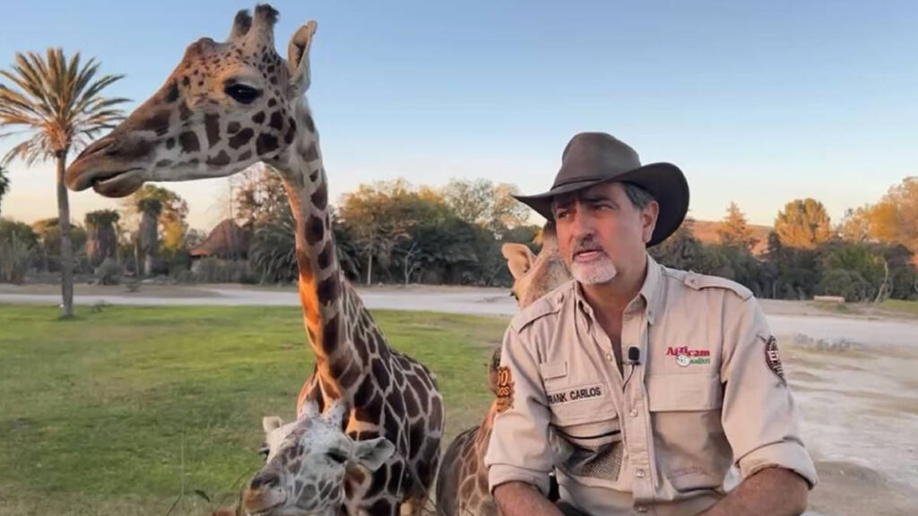 Traslado de jirafa Benito a Africam Safari durará hasta 35 horas: ¿a partir de cuándo?