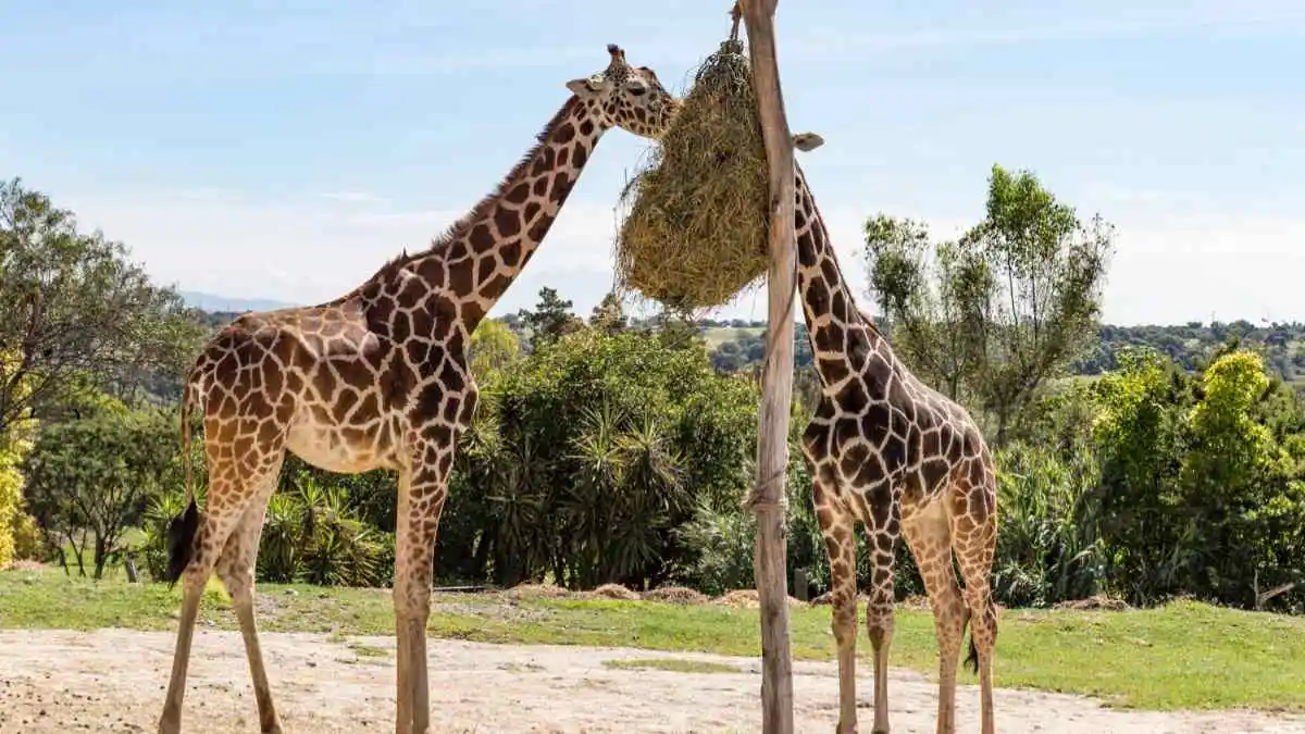 Benito en camino a Africam Safari: datos que no sabías sobre las jirafas