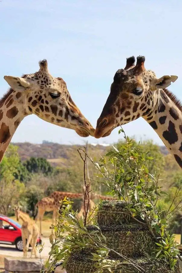 ¡Todo un galán! Benito ya encontró el amor en Africam Safari, ¿qué pasó?