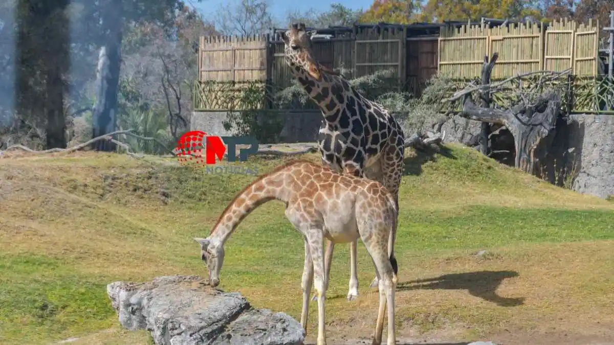 ¡Todo un galán! Benito ya encontró el amor en Africam Safari, ¿qué pasó?