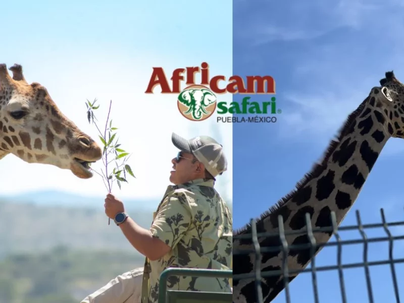 ¿Cuánto costará ver a la jirafa Benito en Africam Safari y qué incluye?