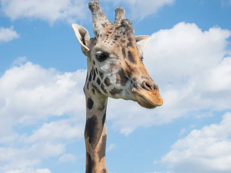 ¡Falta menos! A esta hora llega Benito a Africam Safari Puebla