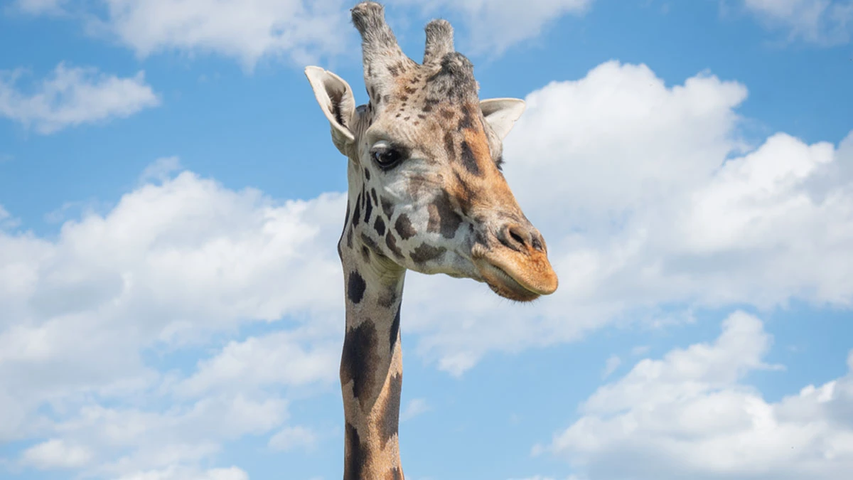 ¡Falta menos! A esta hora llega Benito a Africam Safari Puebla