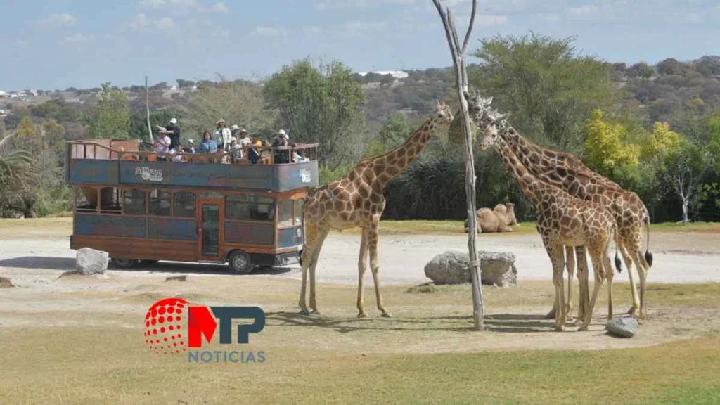 Grupo de jirafas comiendo en Africam Safari