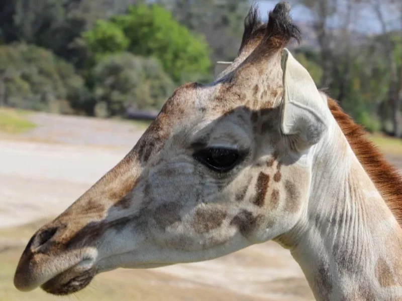 Benito, la jirafa más famosa: ¿cómo es, cómo se relaciona?