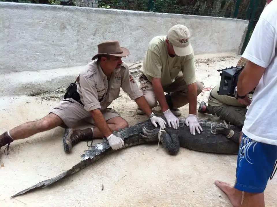 Frank Carlos Camacho y personal de Africam Safari atendiendo a reptil.