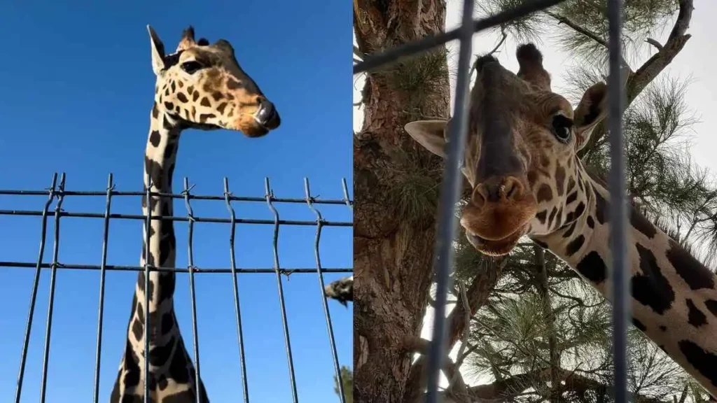 Gobierno de Puebla ofrece pagar traslado de jirafa Benito a Africam Safari