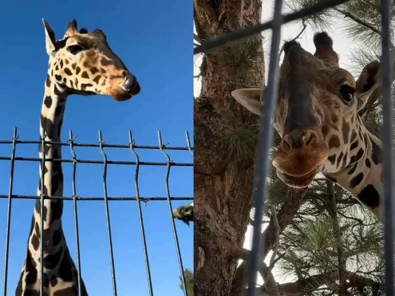 Gobierno de Puebla ofrece pagar traslado de jirafa Benito a Africam Safari
