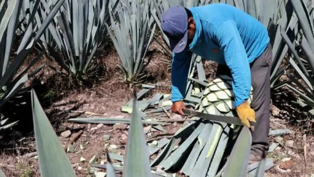 Impulso al Agave Mezcalero en Puebla es ejemplo a nivel nacional: secretario de Sader