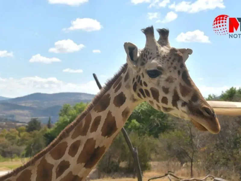 ¡No tendrás que esperar mucho! ¿Cuándo podrás visitar a la jirafa Benito en Africam Safari?