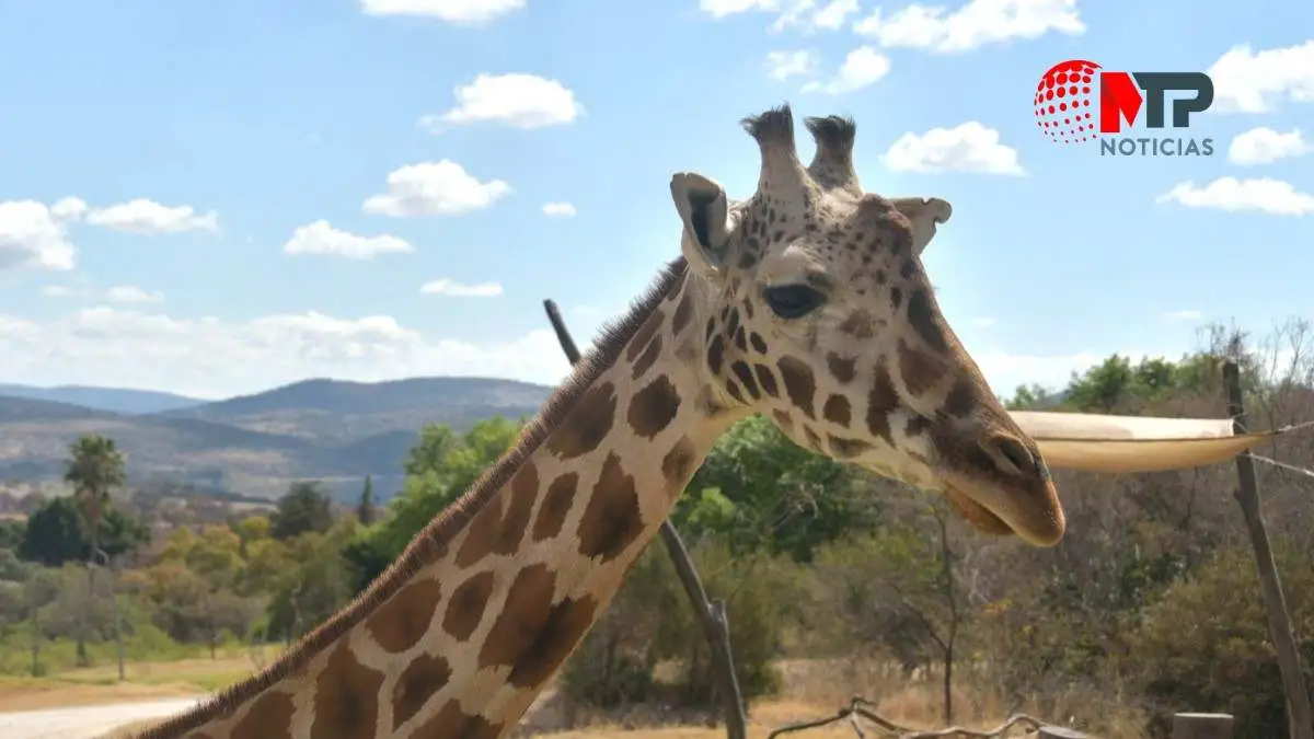 ¡No tendrás que esperar mucho! ¿Cuándo podrás visitar a la jirafa Benito en Africam Safari?