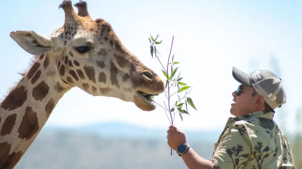 ¿Te imaginas un picnic con la jirafa Benito en Africam Safari?, esto costará