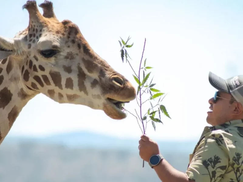 ¿Te imaginas un picnic con la jirafa Benito en Africam Safari?, esto costará