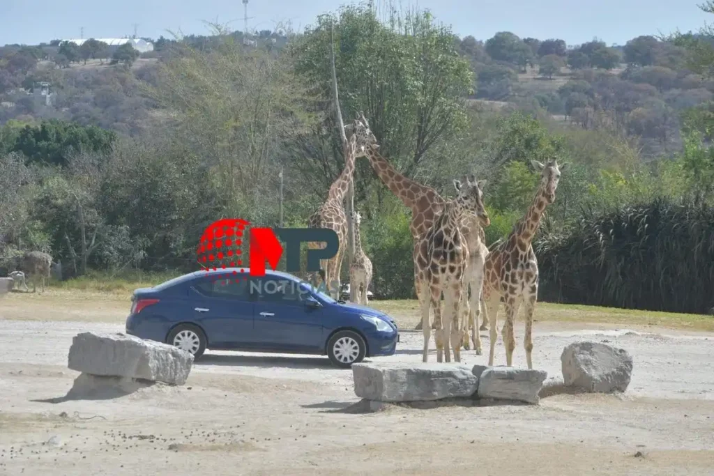 Seis jirafas en Africam Safari cerca de un automóvil.