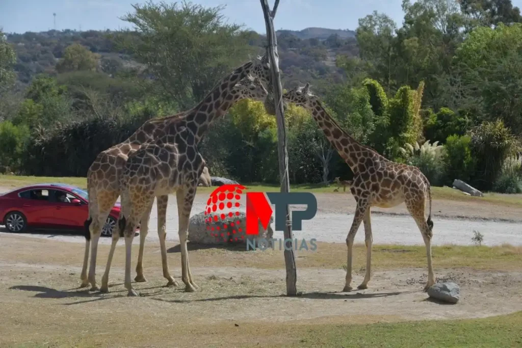 Tres jirafas de Africam Safari comiendo.