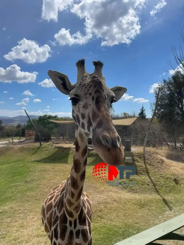 Jirafa de Africam Safari en Puebla.