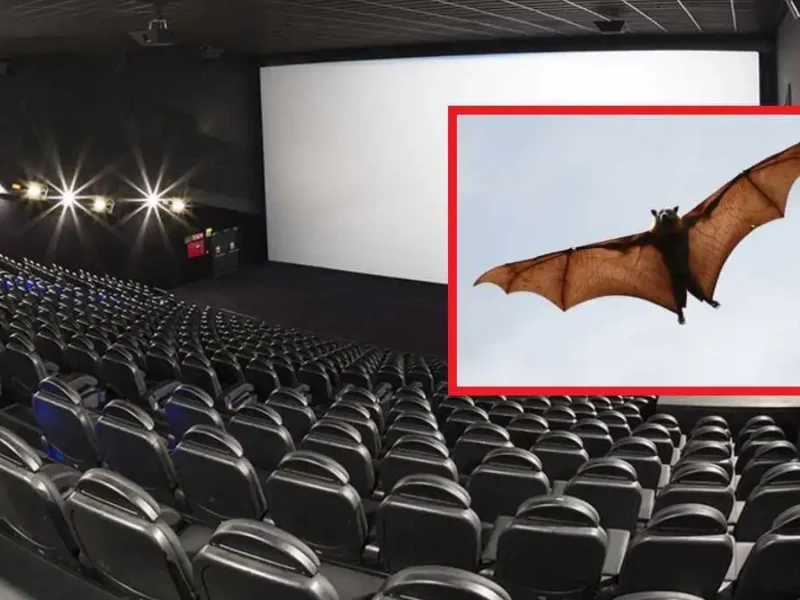 Joven asiste al cine y le pica un murciélago en plena función