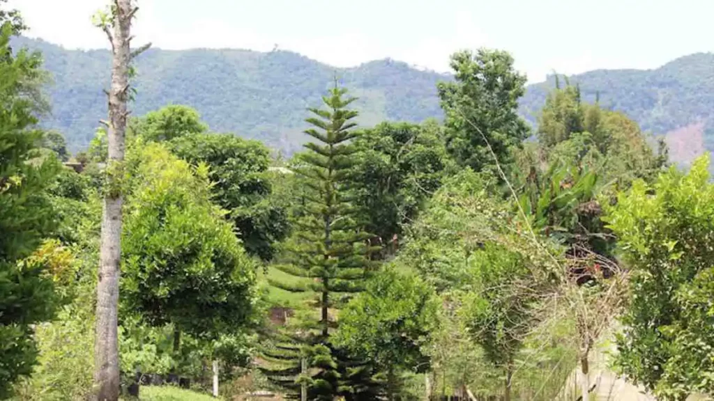 Parque nacional Carmen Serdán en Xicotepec ya es área natural protegida