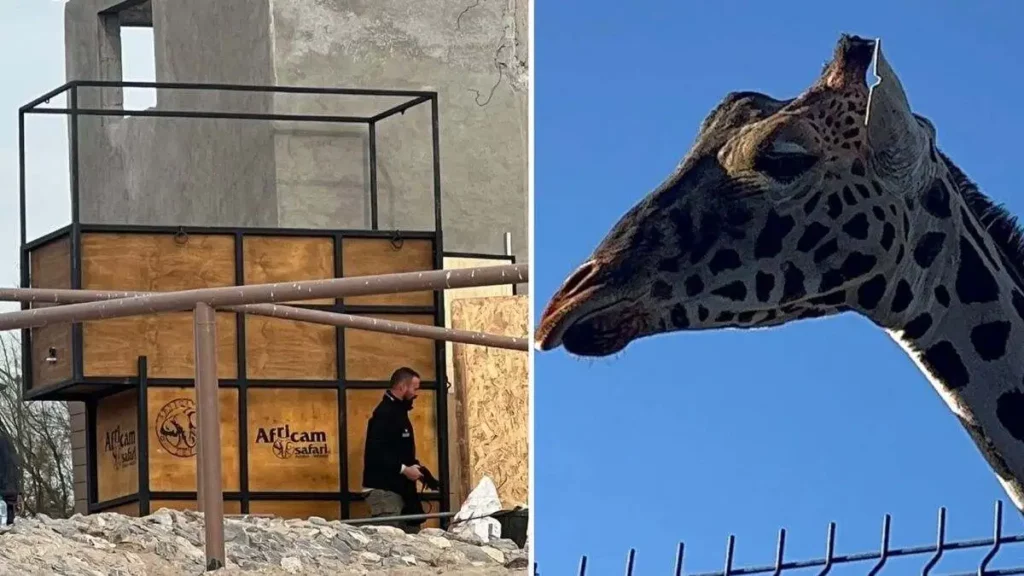 Arriba a Ciudad Juárez el contenedor para trasladar a Benito a Africam Safari