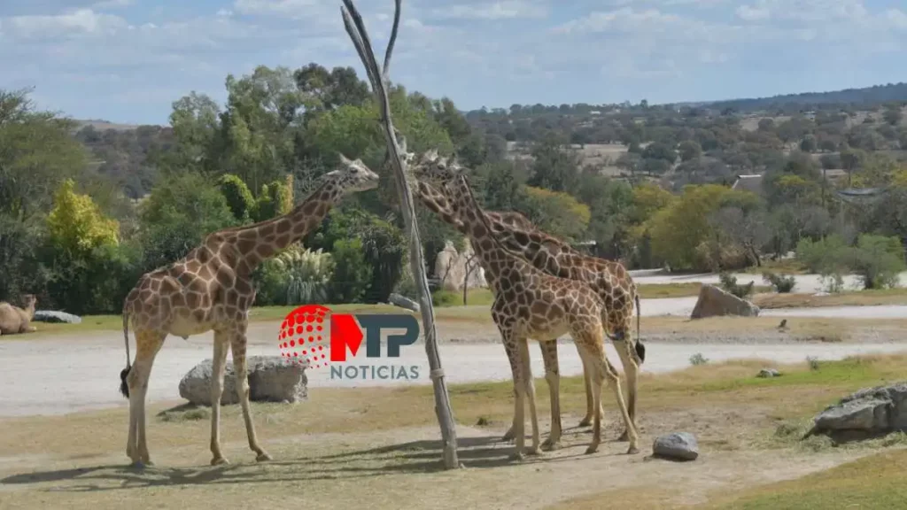 ¿Qué tan probable es que jirafas de Africam Safari no acepten a Benito?