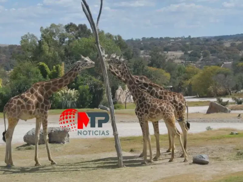 ¿Qué tan probable es que jirafas de Africam Safari no acepten a Benito?