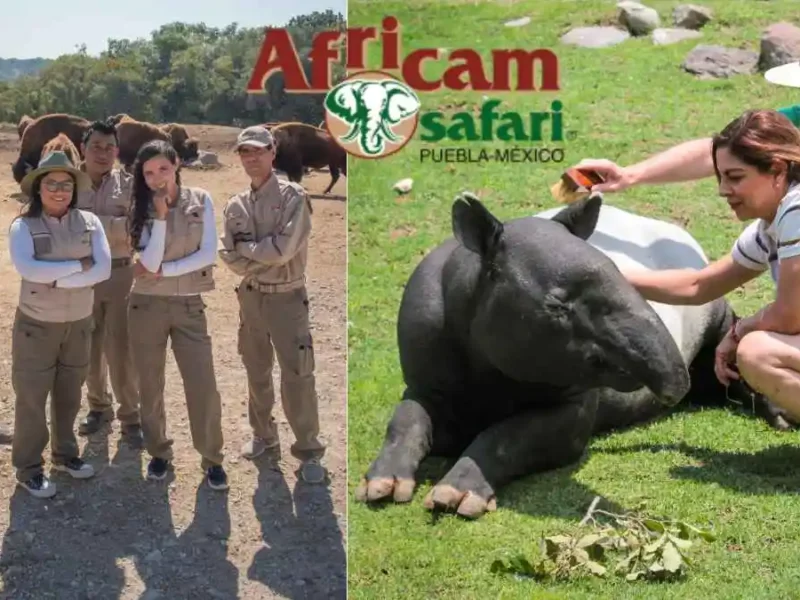 ¿Quién financia las operaciones de Africam Safari, el nuevo hogar de Benito?
