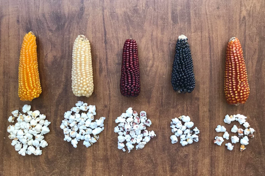 Tipos de maíz para palomitas
