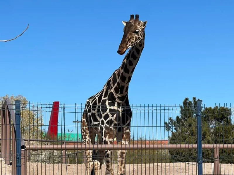 ¿Cuándo podemos visitar a Benito en Africam Safari