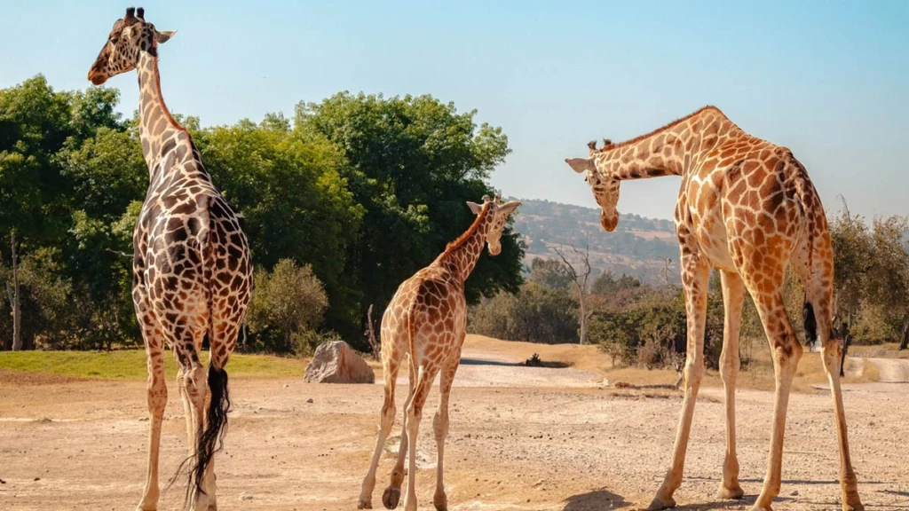 Benito compite con otra jirafa para ser el macho dominante en Africam Safari
