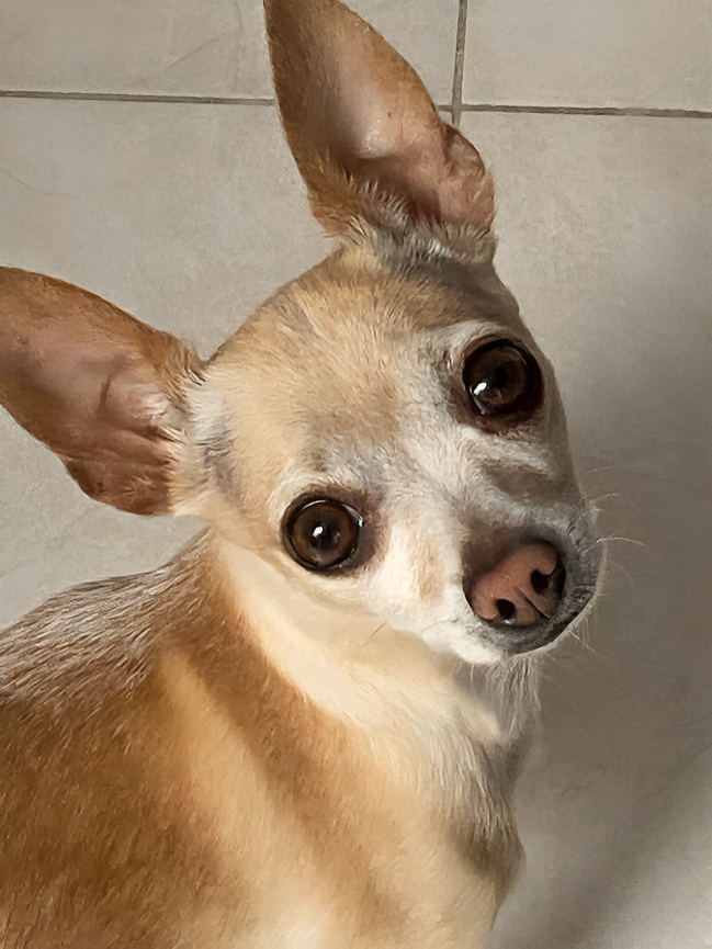 Chihuahua actual