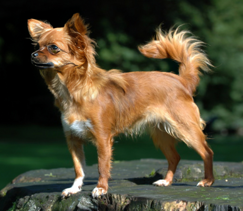 Perro Chihuahua con pelo
