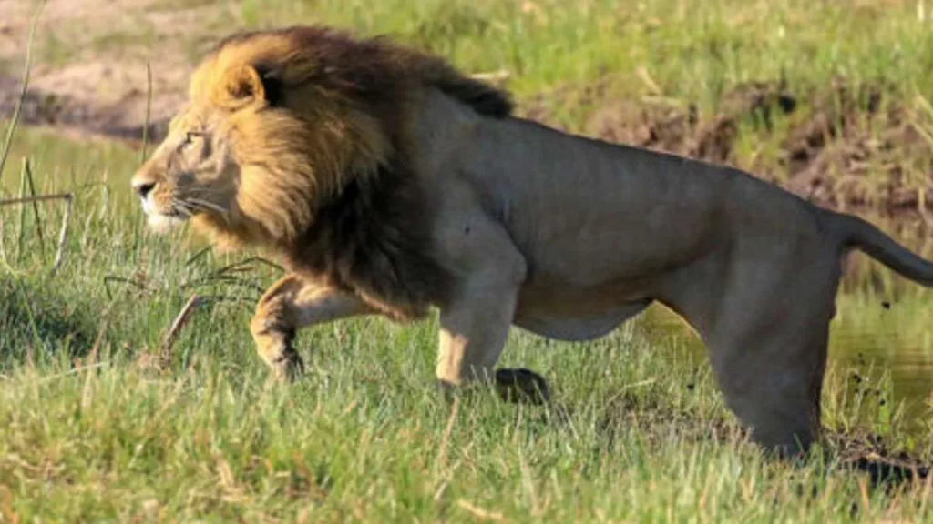 León mata a hombre en zoológico: intentó tomarse una foto con él
