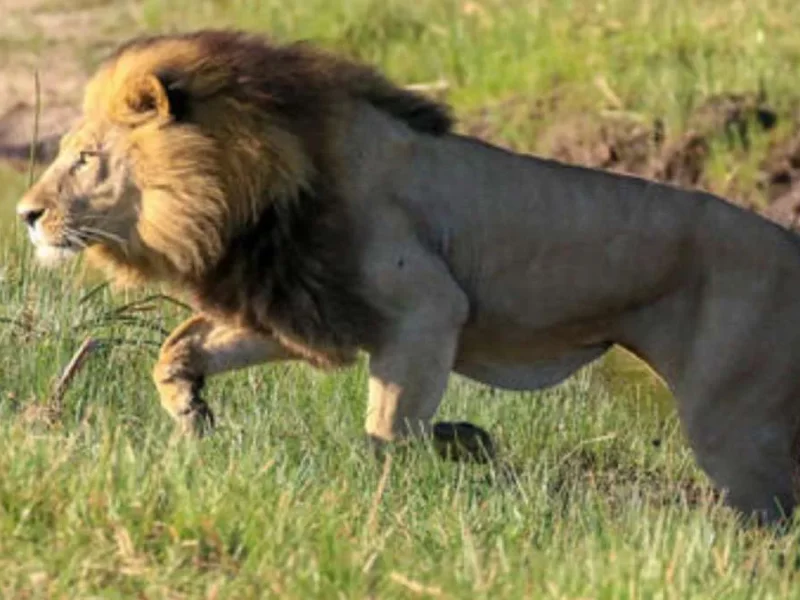 León mata a hombre en zoológico: intentó tomarse una foto con él