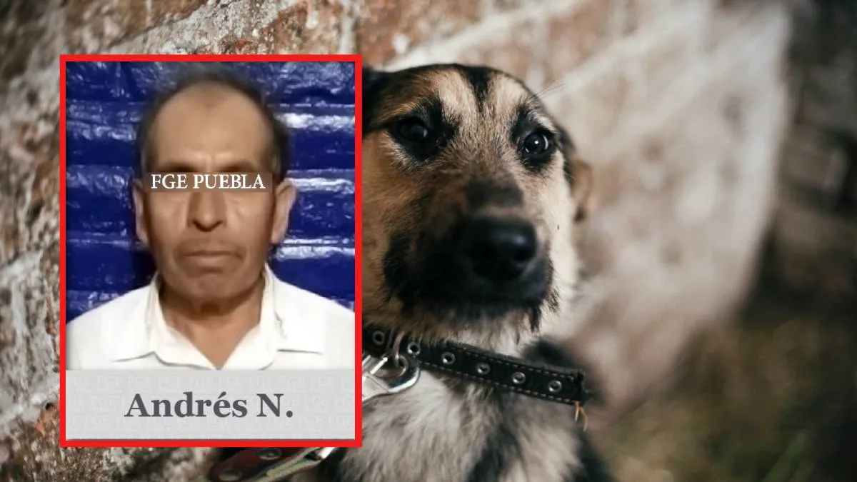 Por matar a dos perros en Tehuacán dan 3 años y seis meses de prisión a Andrés