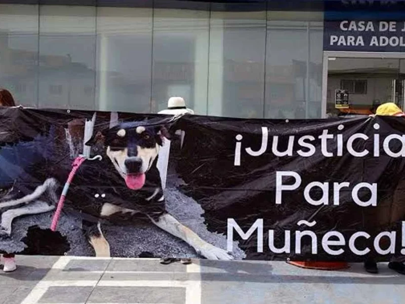 Cuatro años de cárcel contra quien cometa zoofilia en Puebla: avanza iniciativa en el Congreso