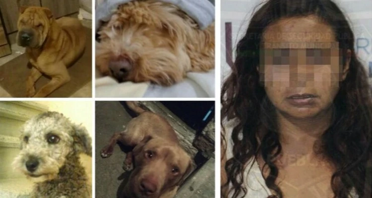 Mujer acusada de matar perros para vender su carne y mascotas que robó.
