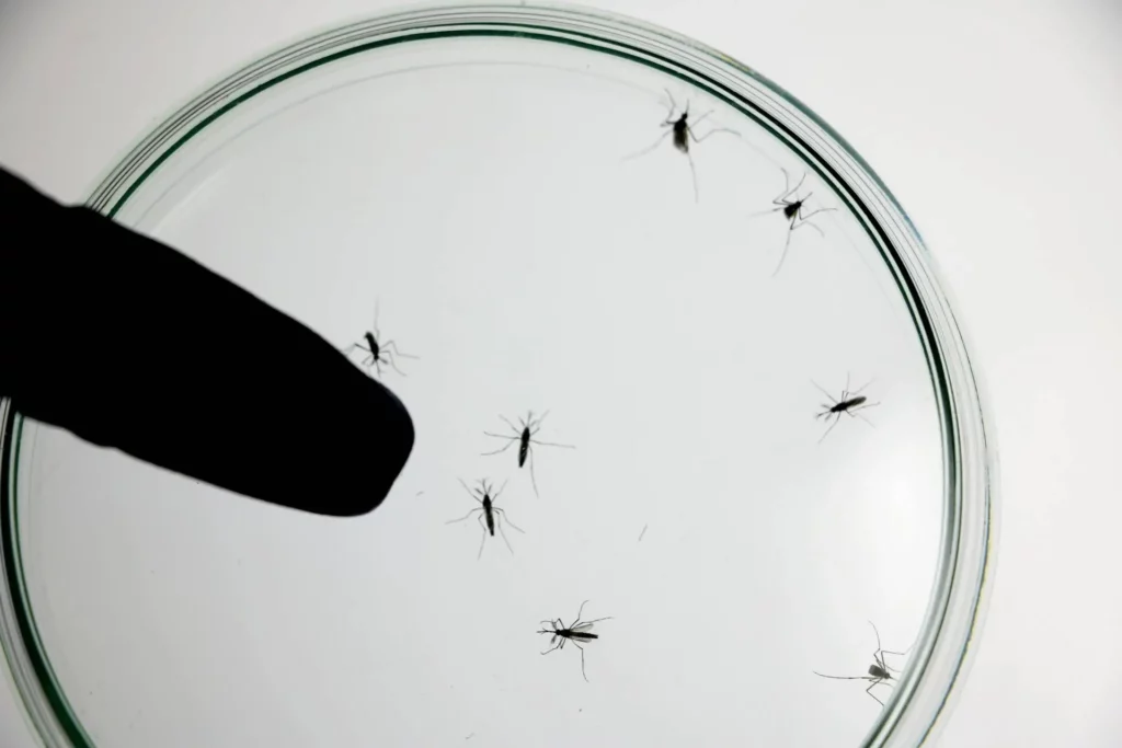 Mosquitos del Paludismo