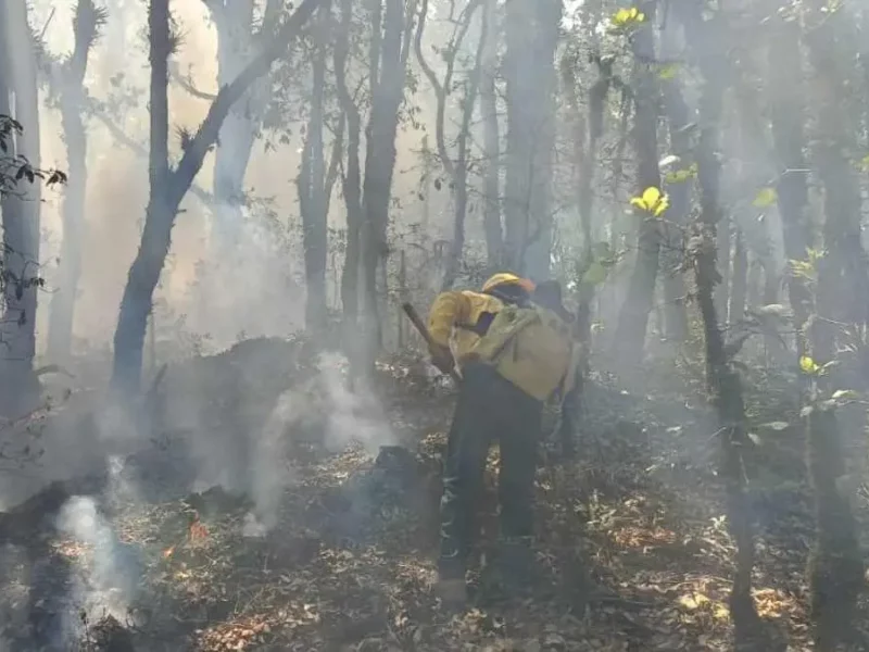 En Sierra Norte de Puebla causan incendios forestales para traficar drogas