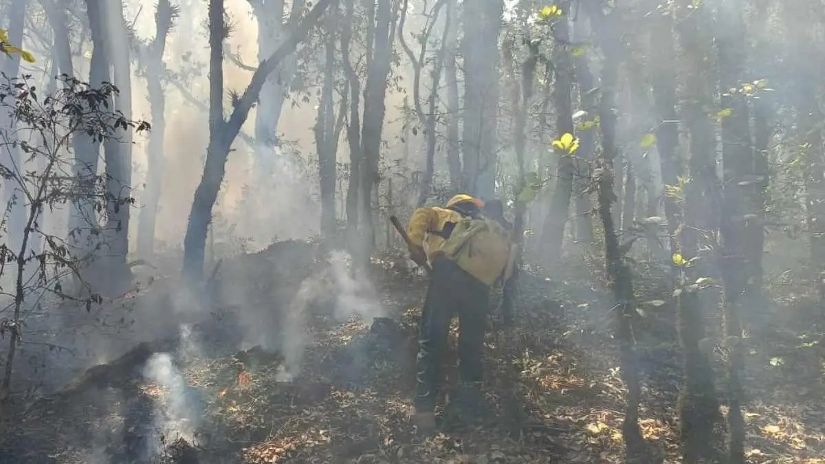 En Sierra Norte de Puebla causan incendios forestales para traficar drogas