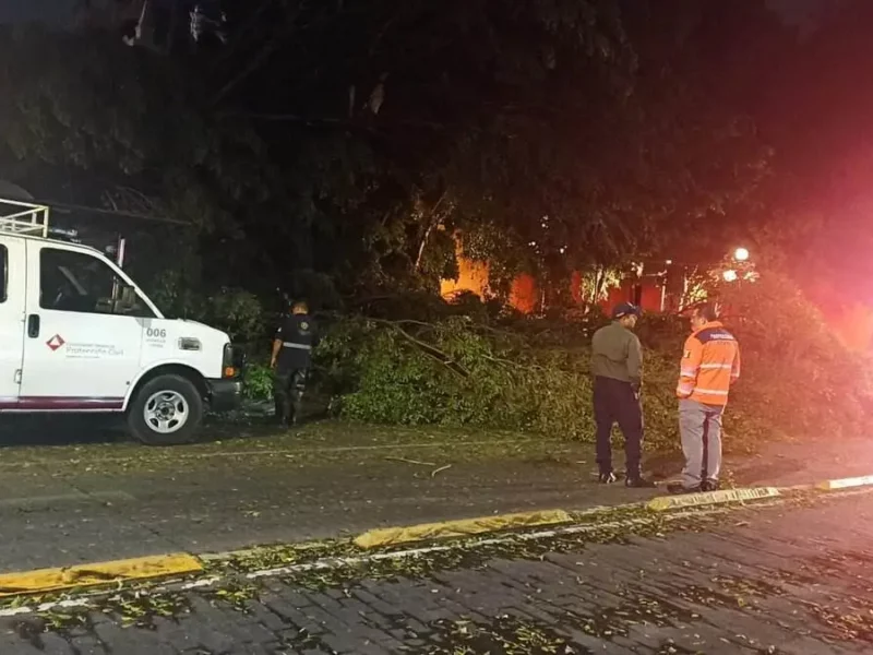Vientos en Puebla derrumban 8 árboles, un espectacular y dejan sin luz a estas zonas
