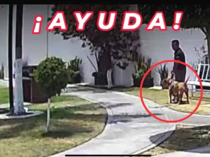 Pitbull ataca a ‘Chabelita’ en Cholula exigen a dueña que es notaria, sacar al perro de pelea de ahí
