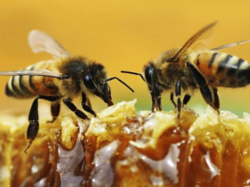 Puebla, octavo productor de miel en Mexico en el Día de las Abejas 2024