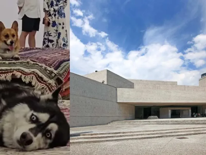 Causa polémica exposición con perros en el Museo Tamayo en CDMX