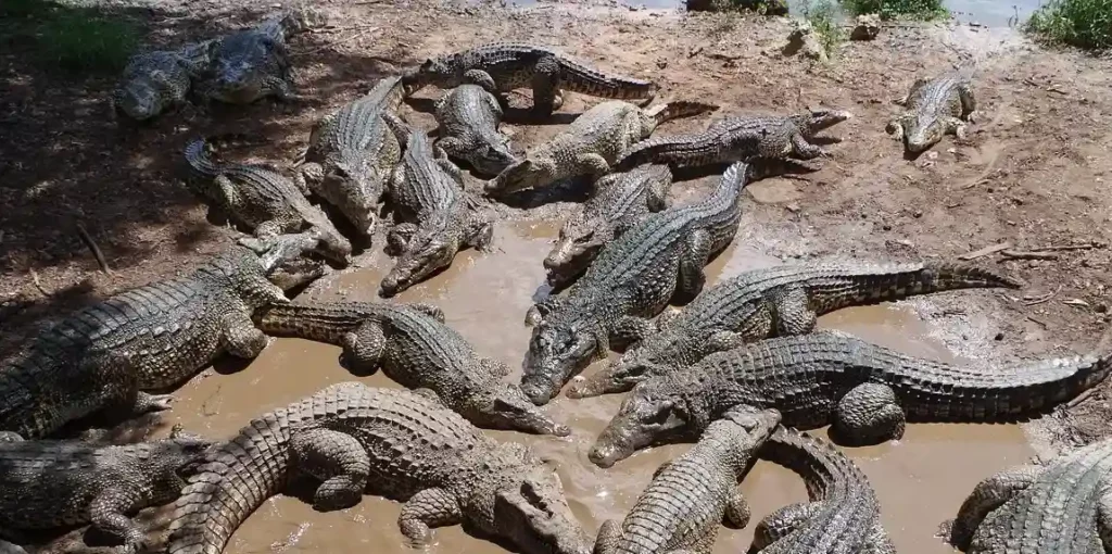 Más de 10 cocodrilos en zona lodosa.
