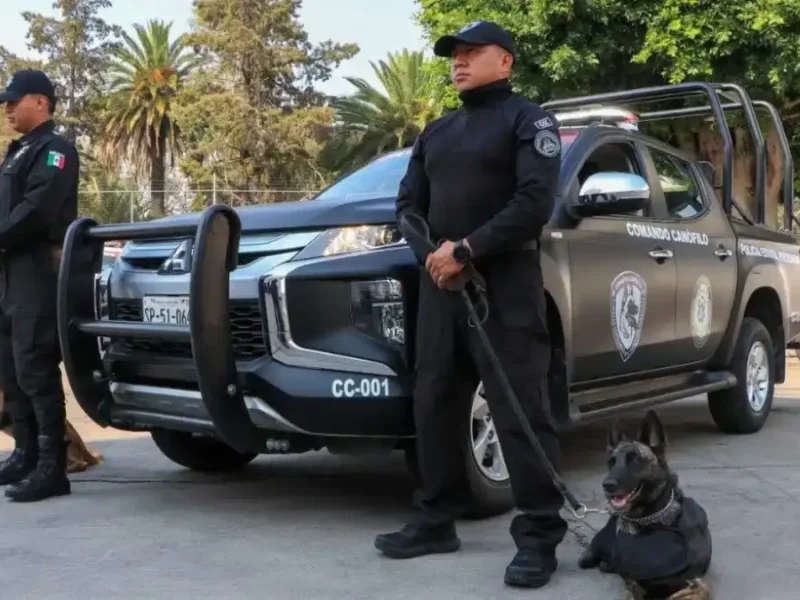 Certifican a nivel internacional a cuatro perros de Puebla para detectar drogas