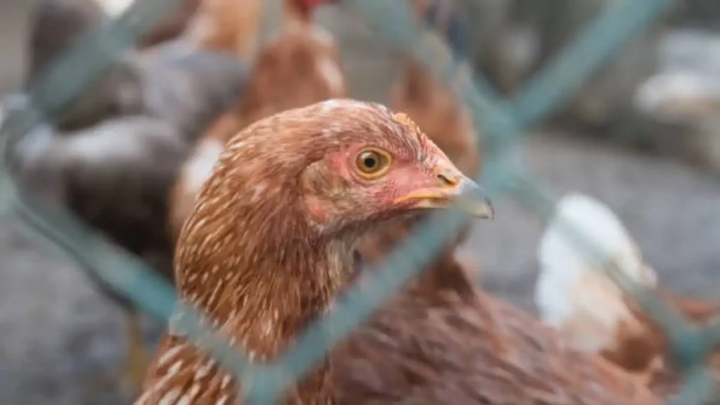 ¿Nueva pandemia? México registra primer muerte por gripe aviar H5N2