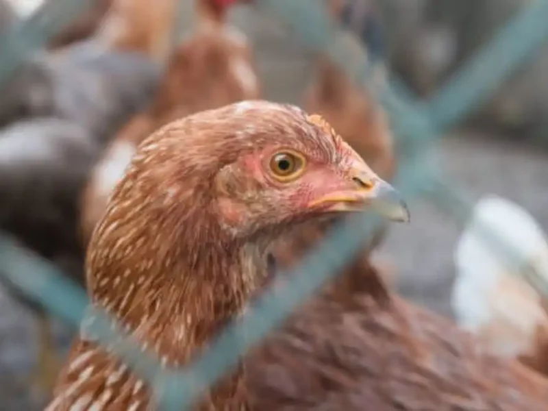 ¿Nueva pandemia? México registra primer muerte por gripe aviar H5N2