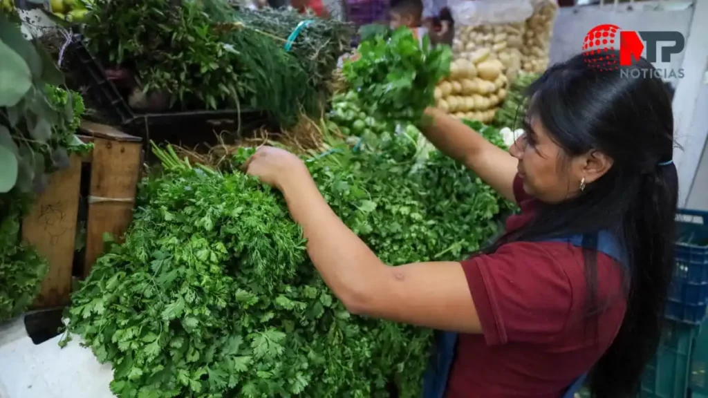Usar cilantro o perejil en tus comidas ya es un lujo manojo llega a 250 pesos en Puebla