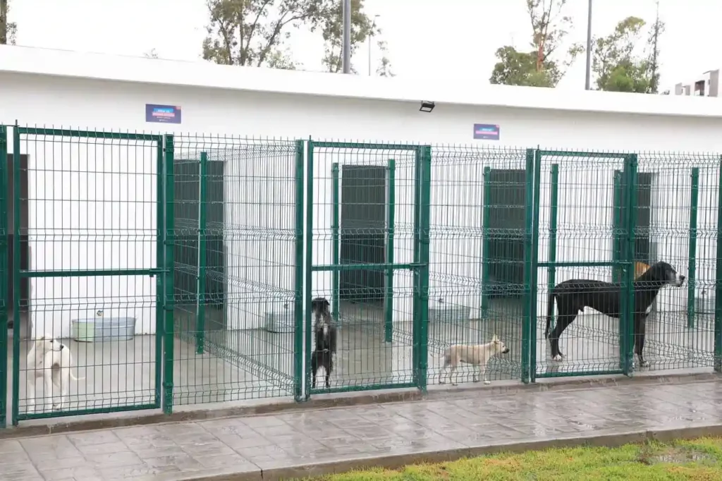 Perros en centro de Bienestar Animal en Puebla.
